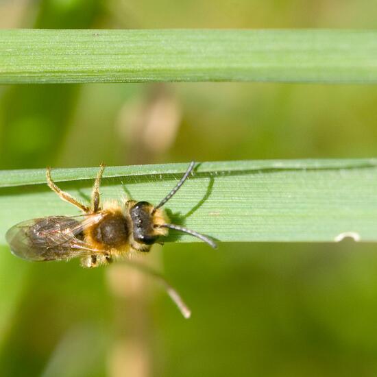 Rotschopfige Sandbiene: Tier im Habitat Strasse/Verkehr in der NatureSpots App