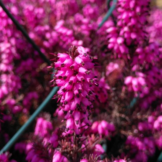 Calluna vulgaris: Plant in habitat Garden in the NatureSpots App