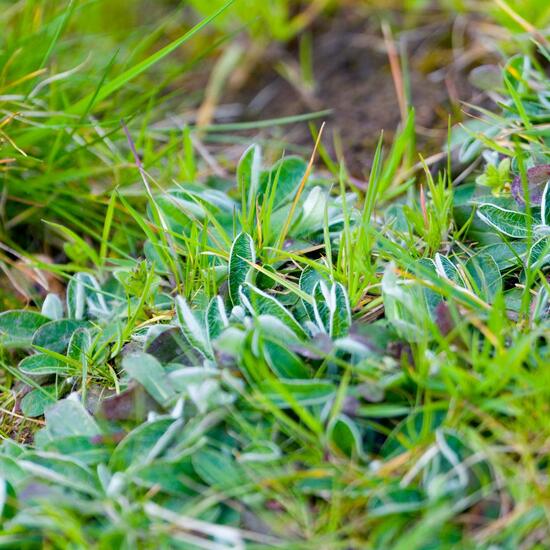 Pilosella officinarum: Pflanze im Habitat Strasse/Verkehr in der NatureSpots App