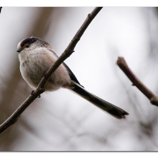 Schwanzmeise: Tier im Habitat Borealer Nadelwald in der NatureSpots App