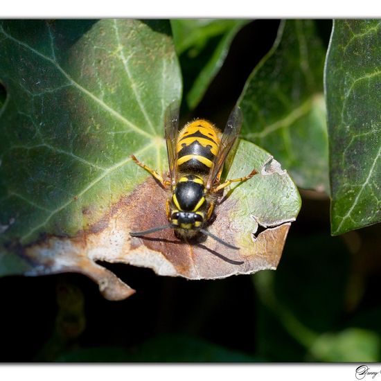 Vespula vulgaris: Animal in habitat Garden in the NatureSpots App