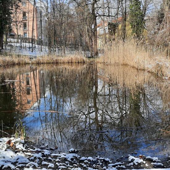 Landschaft: Süßwasser im Habitat Teich in der NatureSpots App