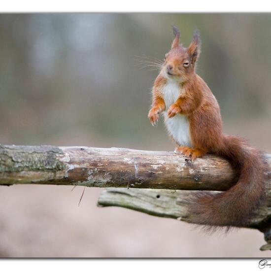 Red Squirrel: Animal in nature in the NatureSpots App