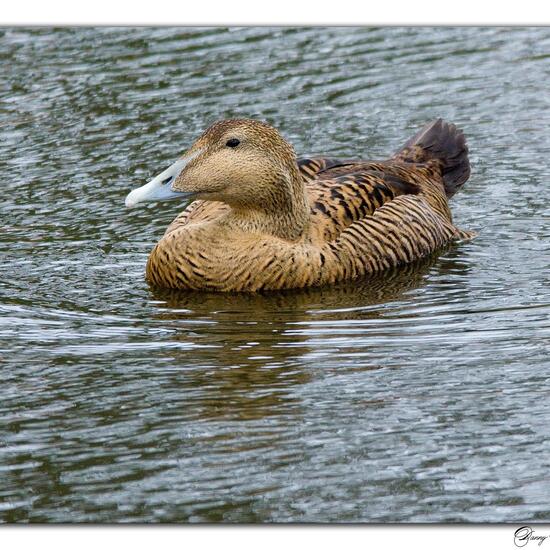 Common Eider: Animal in nature in the NatureSpots App