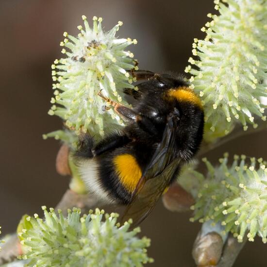 Dunkle Erdhummel: Tier in der Natur in der NatureSpots App