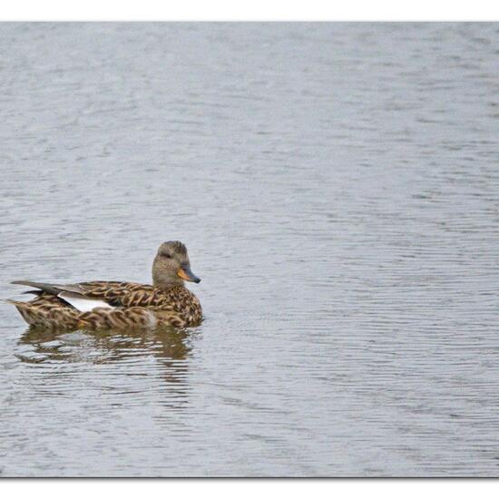 Mareca strepera strepera: Animal in habitat Freshwater in the NatureSpots App