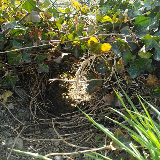 Europäischer Dachs: Tier im Habitat Hecke/Blumenbeet in der NatureSpots App