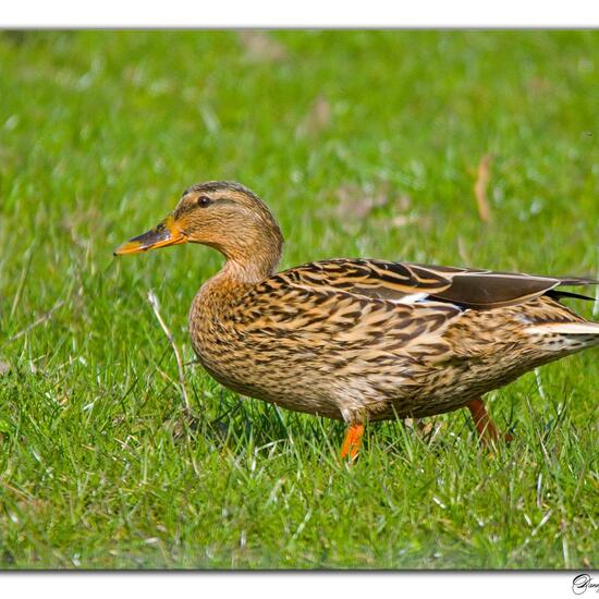 Stockente: Tier im Habitat Landwirtschaftliche Wiese in der NatureSpots App