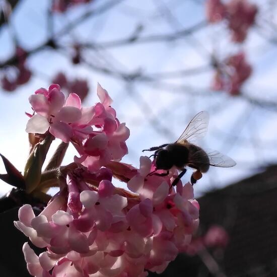 Westliche Honigbiene: Tier im Habitat Garten in der NatureSpots App