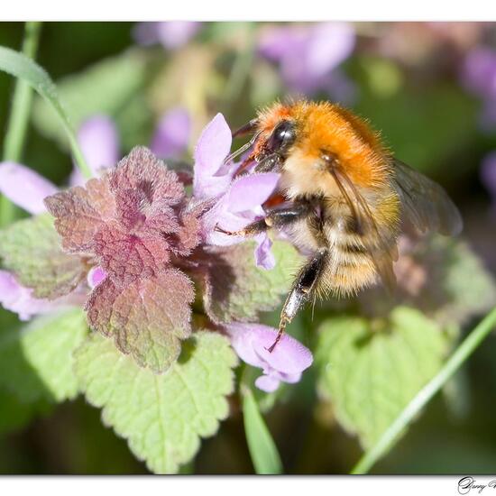 Bombus pascuorum: Animal in habitat Road or Transportation in the NatureSpots App