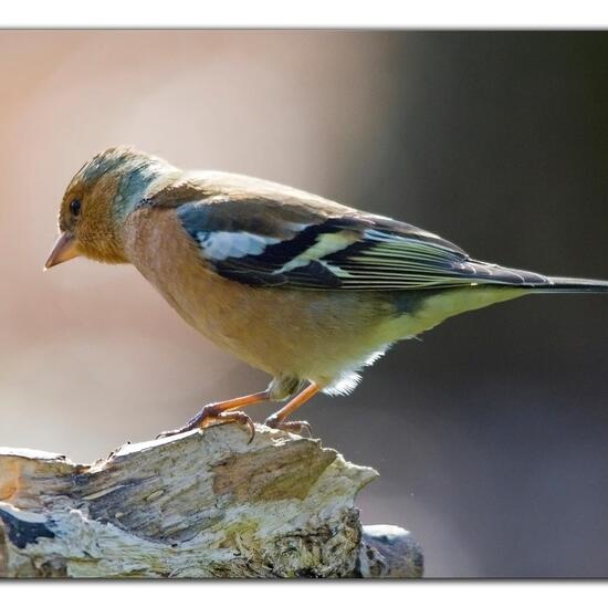 Buchfink: Tier im Habitat Borealer Nadelwald in der NatureSpots App