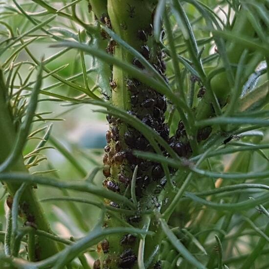 Aphid: Animal in habitat City or Urban habitat in the NatureSpots App