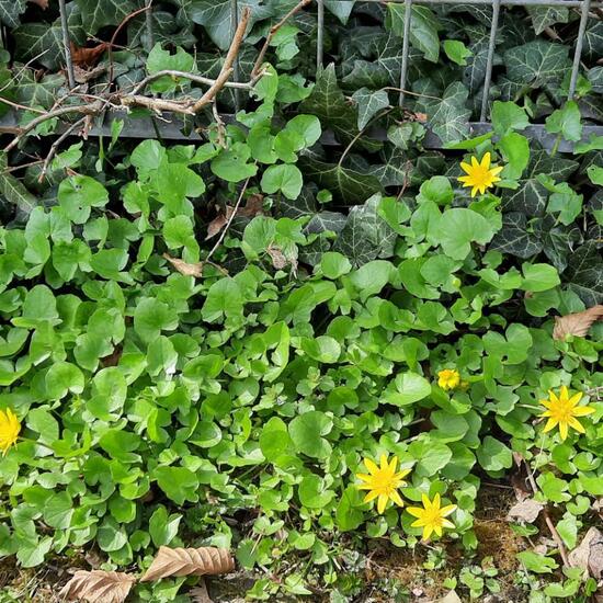 Scharbockskraut: Pflanze in der Natur in der NatureSpots App