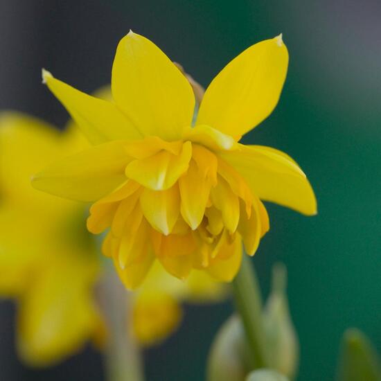 Alpenveilchen-Narzisse: Pflanze in der Natur in der NatureSpots App