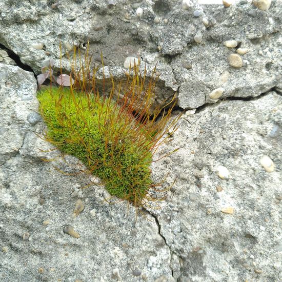 Mauer-Drehzahnmoos: Pflanze im Habitat Garten in der NatureSpots App