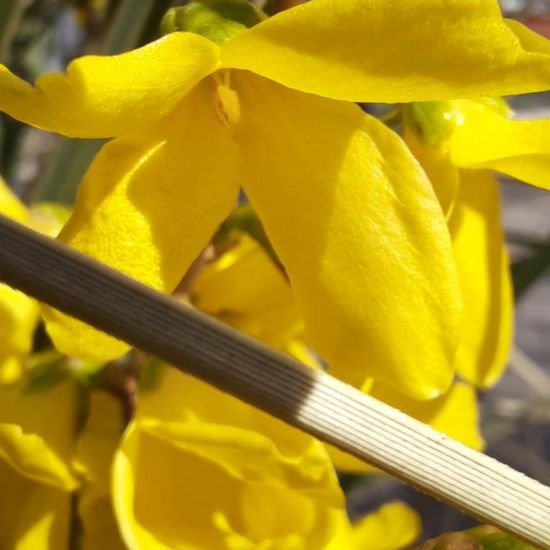 Forsythien: Pflanze im Habitat Garten in der NatureSpots App