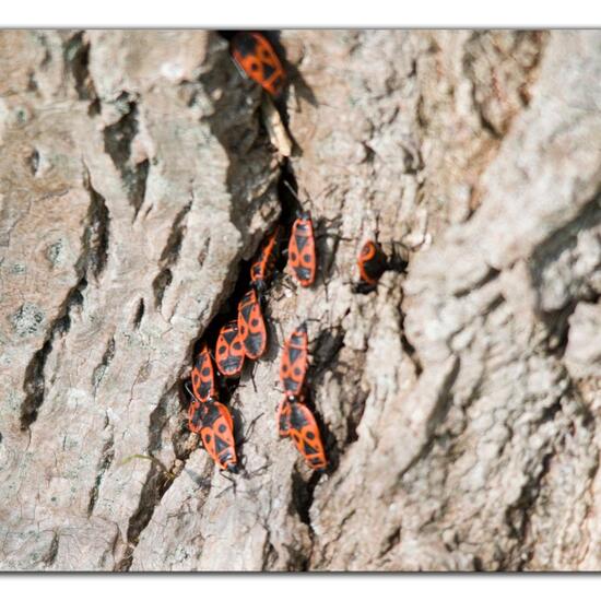 Gemeine Feuerwanze: Tier im Habitat Strasse/Verkehr in der NatureSpots App