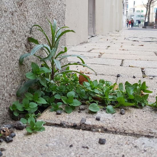 Eine unbekannte Art: Pflanze im Habitat Strasse/Verkehr in der NatureSpots App