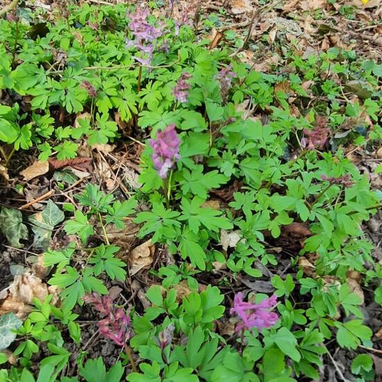 Hohler Lerchensporn: Pflanze in der Natur in der NatureSpots App