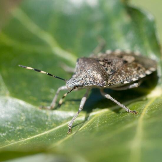 Graue Gartenwanze: Tier im Habitat Garten in der NatureSpots App