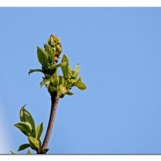 Syringa vulgaris: Plant in habitat Backyard in the NatureSpots App