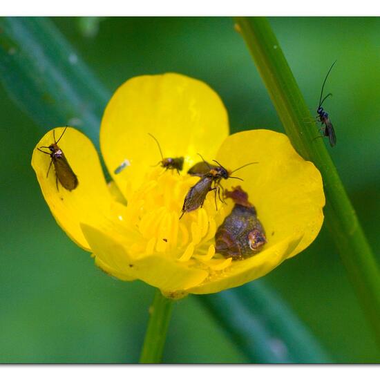 Micropterix calthella: Tier in der Natur in der NatureSpots App