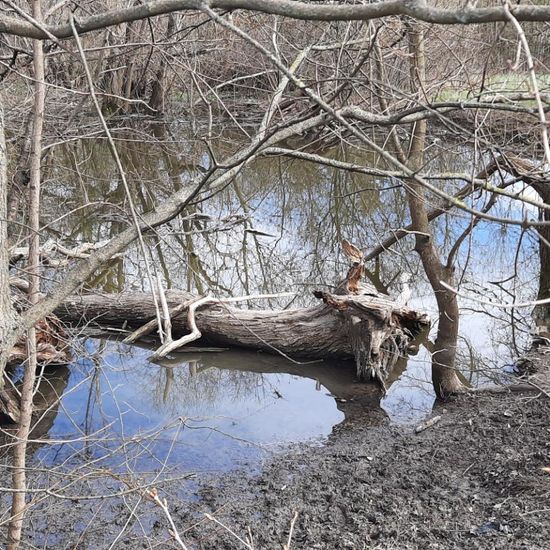 Landscape: Freshwater in habitat Pond in the NatureSpots App