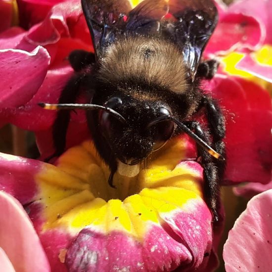 Xylocopa violacea: Tier im Habitat Garten in der NatureSpots App