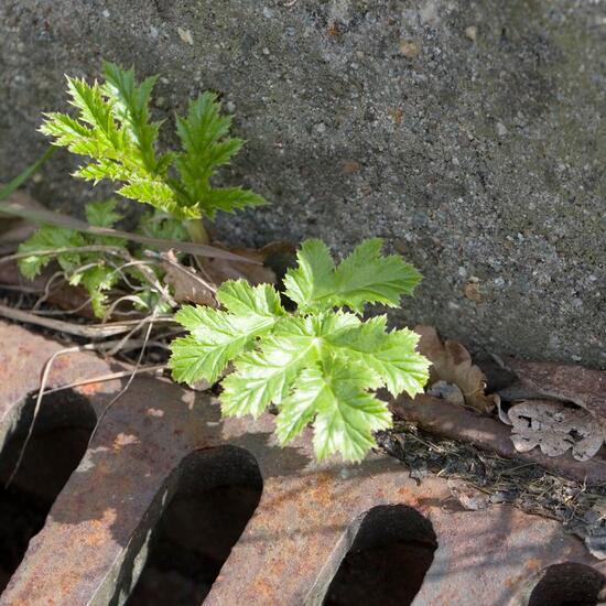 Riesen-Bärenklau: Pflanze im Habitat Strasse/Verkehr in der NatureSpots App