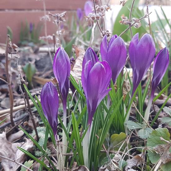 Kleiner Krokus: Pflanze im Habitat Park in der NatureSpots App