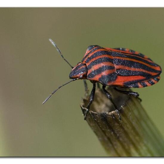 Graphosoma italicum: Tier im Habitat Garten in der NatureSpots App