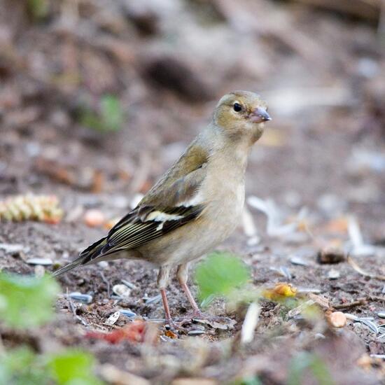 Common Chaffinch: Animal in habitat Boreal forest in the NatureSpots App