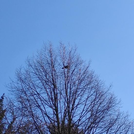 Aaskrähe: Tier im Habitat Garten in der NatureSpots App