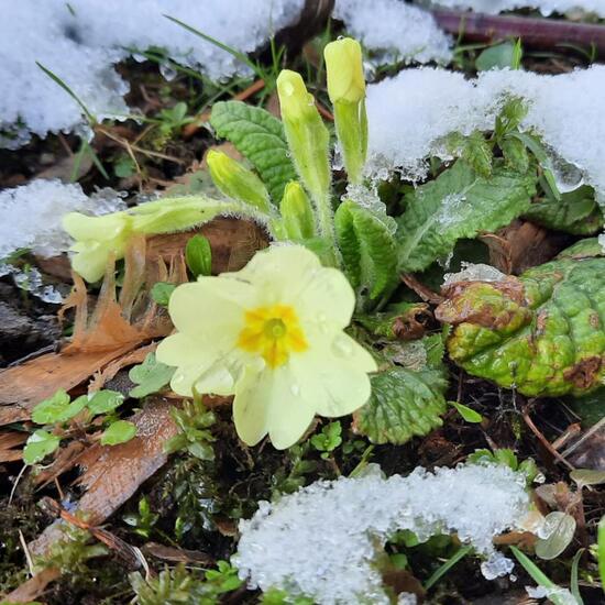 Primeln: Pflanze im Habitat Park in der NatureSpots App