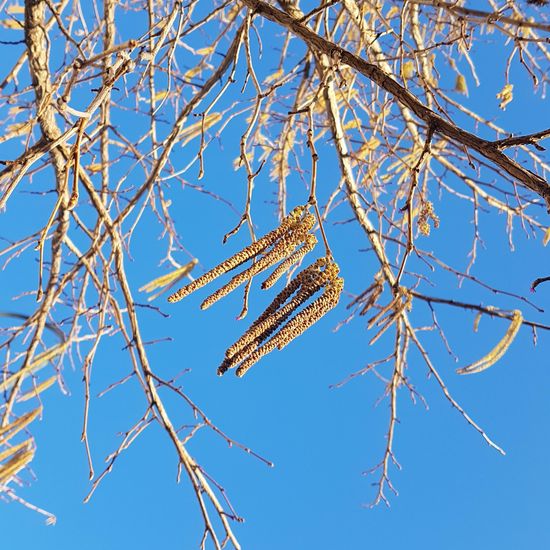 Corylus colurna: Plant in habitat Park in the NatureSpots App