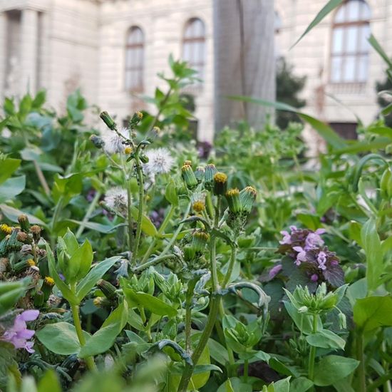 Landschaft: Stadt und Garten im Habitat Anderes Stadthabitat in der NatureSpots App