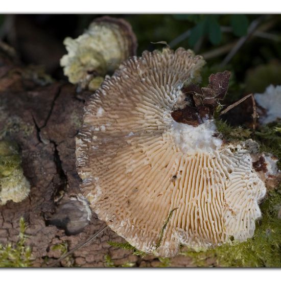 Eine unbekannte Art: Pilz in der Natur in der NatureSpots App