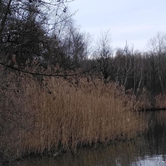 Landschaft: Süßwasser in der NatureSpots App