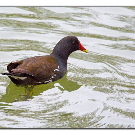 Common Moorhen: Animal in habitat Park in the NatureSpots App