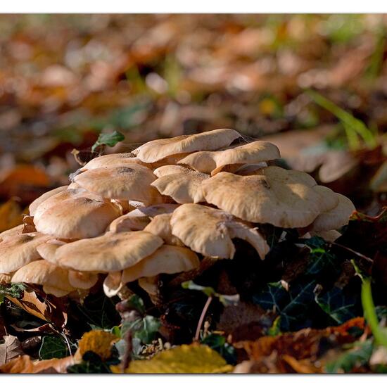 Agaricus confluens: Mushroom in habitat Boreal forest in the NatureSpots App