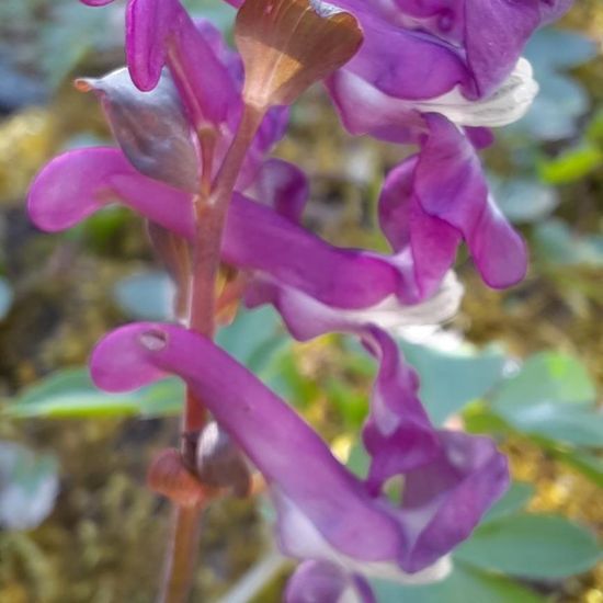 Hohler Lerchensporn: Pflanze in der Natur in der NatureSpots App