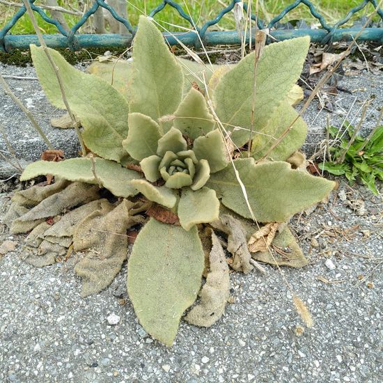 Verbascum: Plant in habitat Road or Transportation in the NatureSpots App