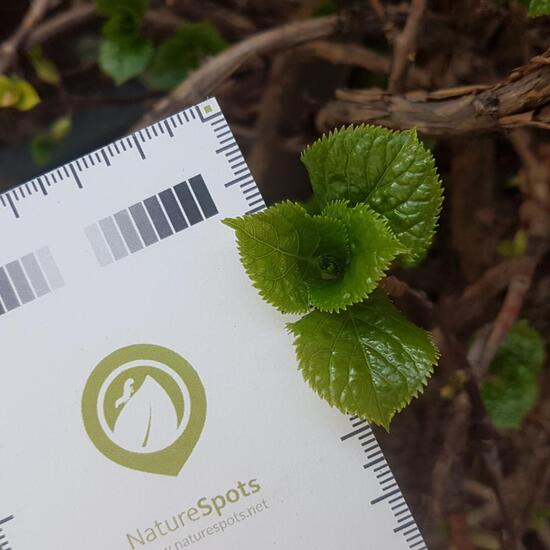 Unknown species: Plant in habitat Flowerbed in the NatureSpots App