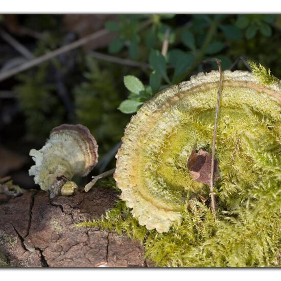 Eine unbekannte Art: Pilz im Habitat Grasland und Büsche in der NatureSpots App