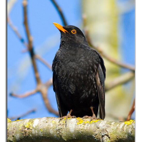 Common Blackbird: Animal in habitat Garden in the NatureSpots App