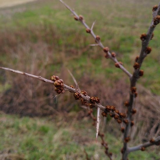 Hippophae rhamnoides: Plant in habitat Semi-natural grassland in the NatureSpots App