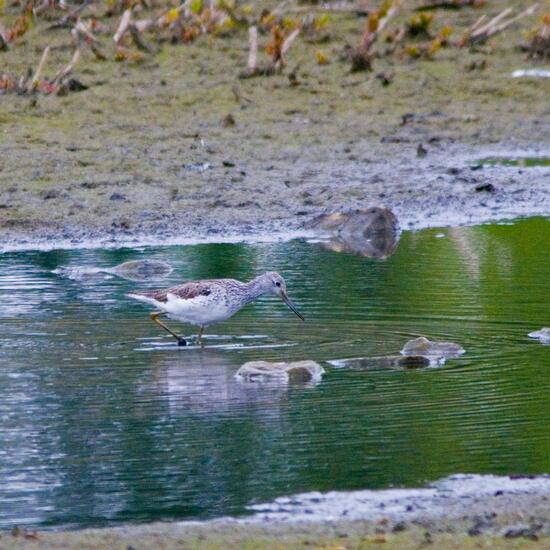 Grünschenkel: Tier im Habitat Sumpf in der NatureSpots App