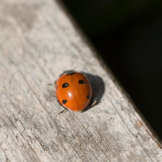 Siebenpunkt-Marienkäfer: Tier im Habitat Garten in der NatureSpots App