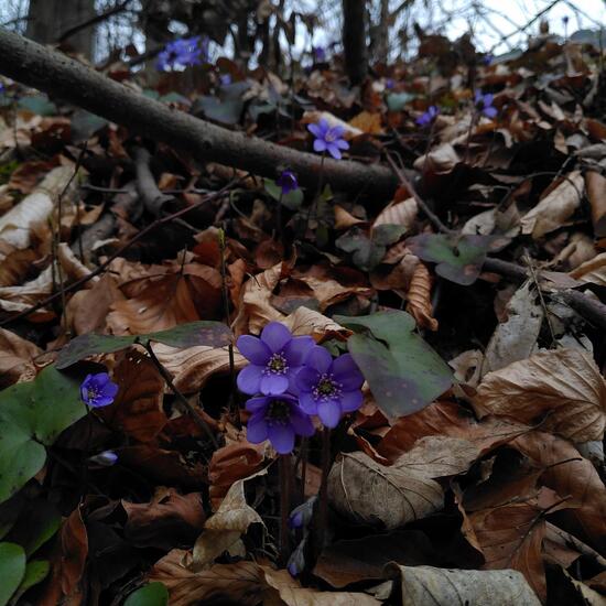 Anemone hepatica: Plant in habitat Temperate forest in the NatureSpots App
