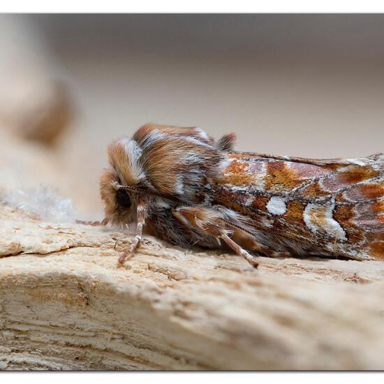 Kieferneule: Tier im Habitat Garten in der NatureSpots App